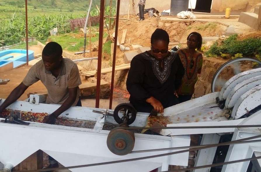 La perla del Rwanda coltivata dalle donne: Nova Cafè Des Mamas