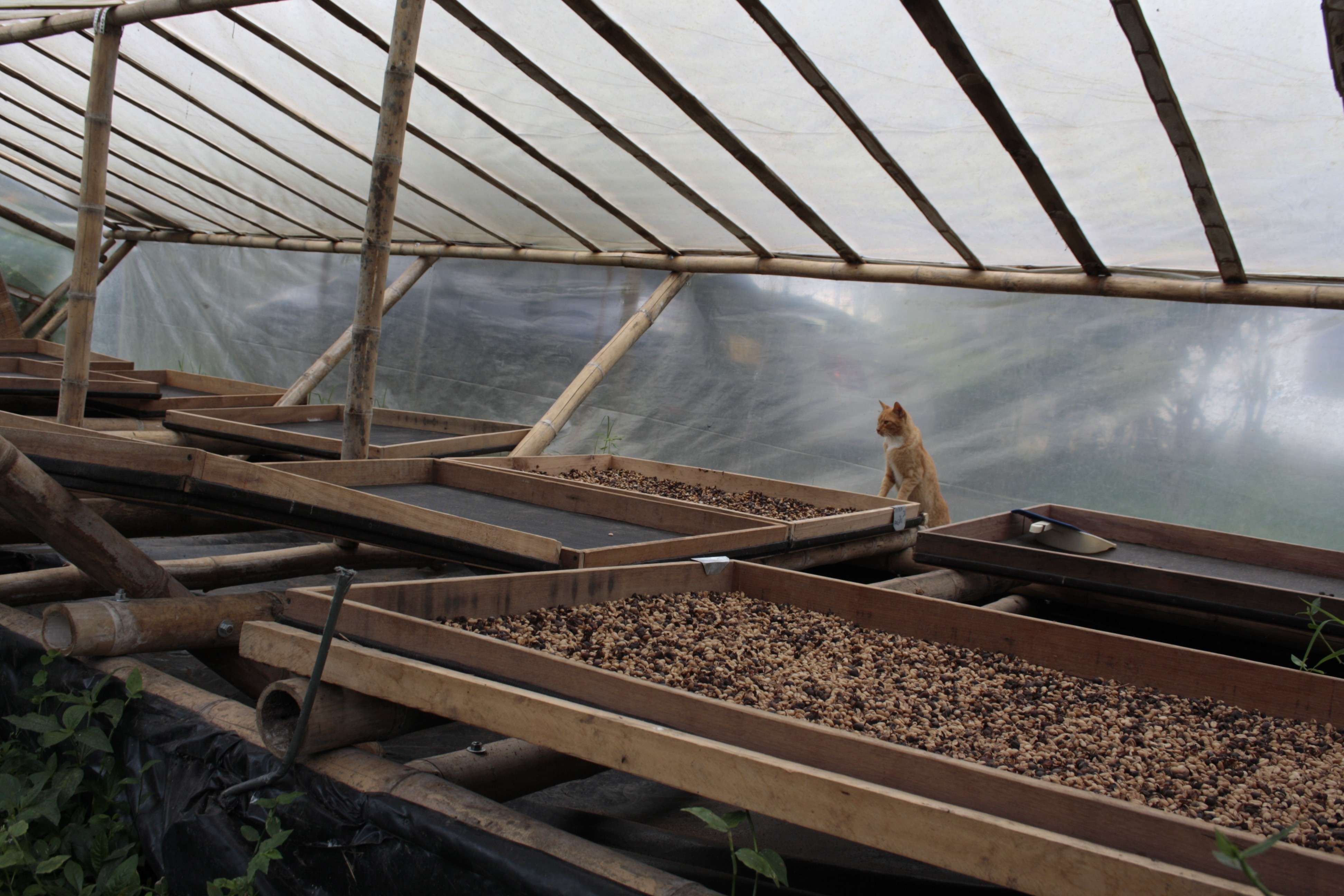 New Specialty Coffee with Women Power: Colombia Finca La Floresta