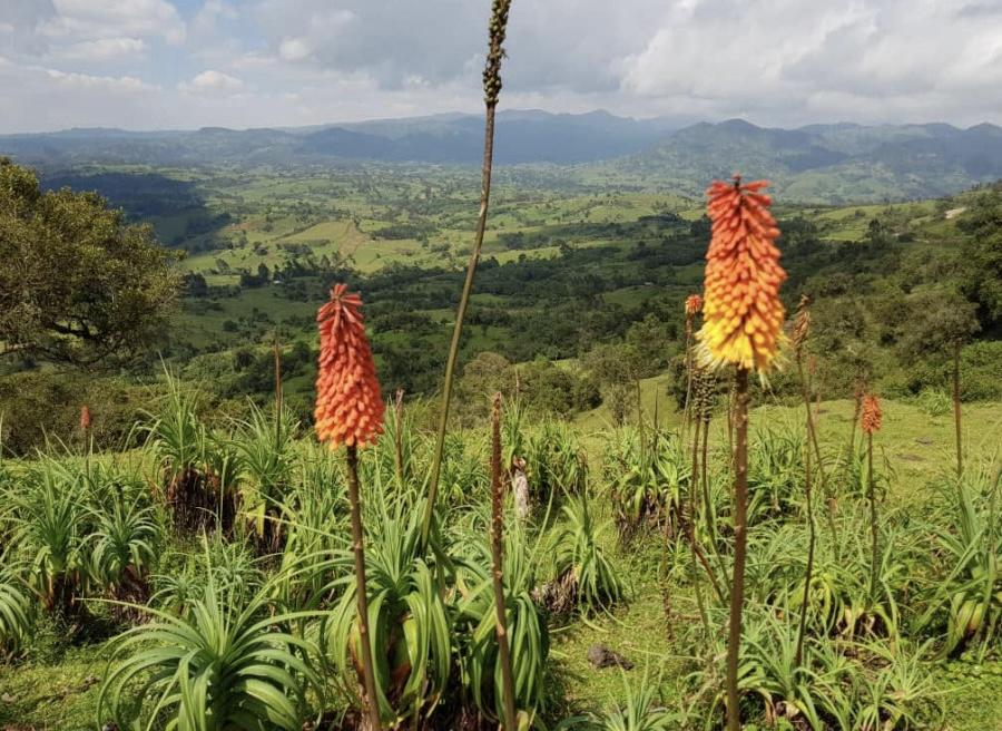 OUR NEW SPECIALTY COFFEE: ETHIOPIA BALE MOUNTAIN