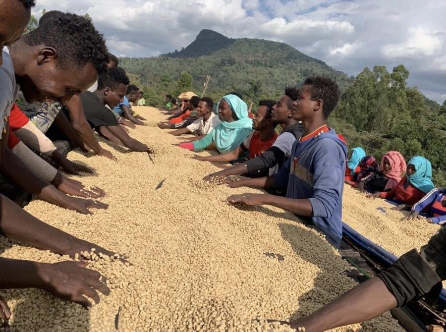 OUR NEW SPECIALTY COFFEE: ETHIOPIA BALE MOUNTAIN