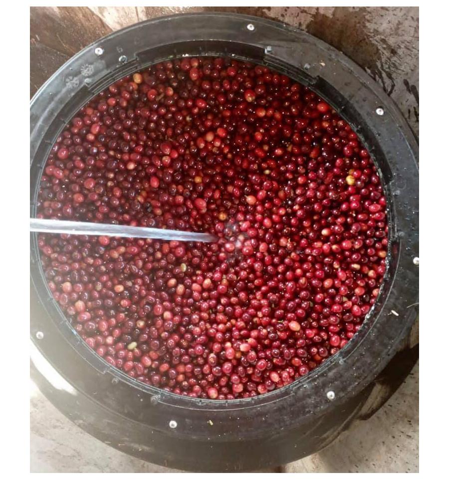 NEW: THE MICROLOT KAROLINA OF FINCA SAMARIA IN NICARAGUA